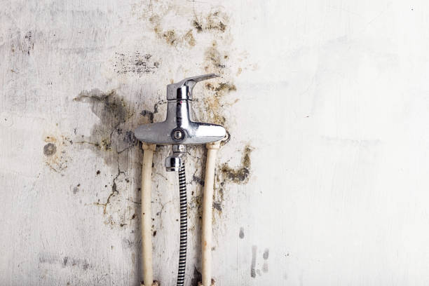 Best Certified Mold Removal  in Howey In The Hills, FL