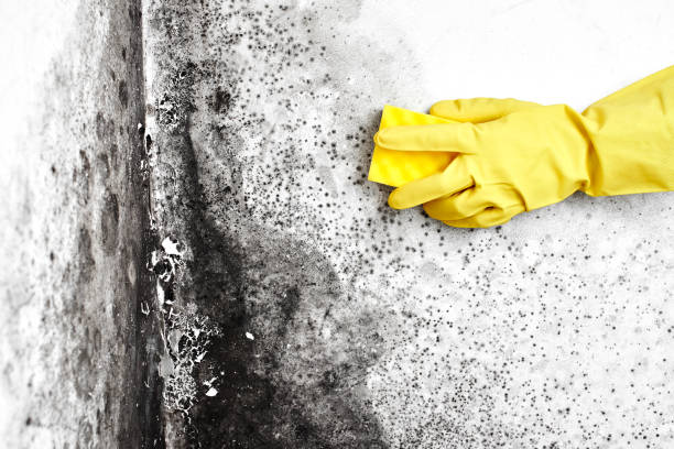 Mold Removal and Inspection in Howey In The Hills, FL