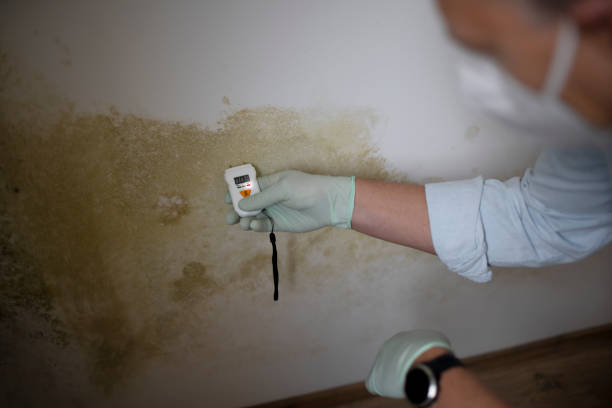 Best Residential Mold Removal  in Howey In The Hills, FL