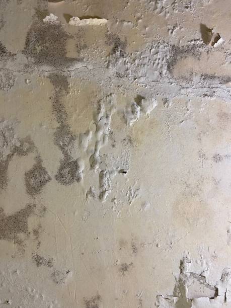 Best Mold Remediation  in Howey In The Hills, FL