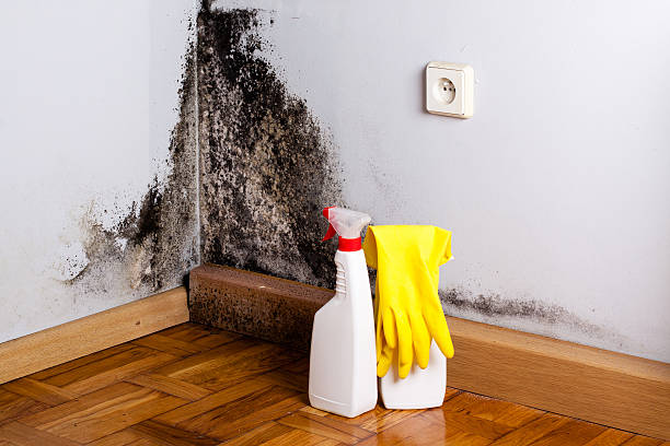 Professional Mold Removal in Howey In The Hills, FL