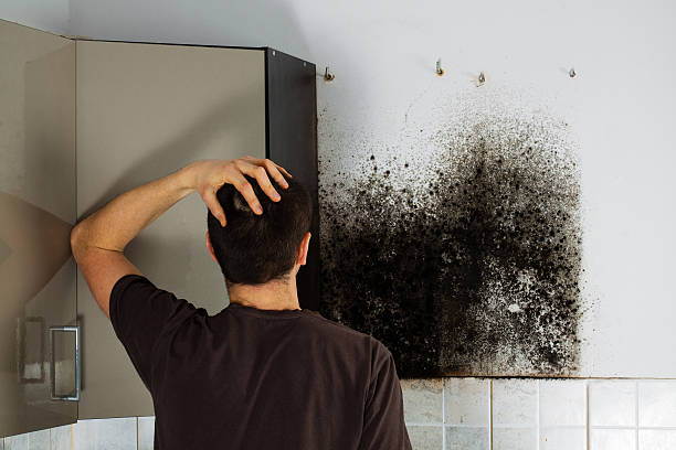 Attic Mold Removal in Howey In The Hills, FL