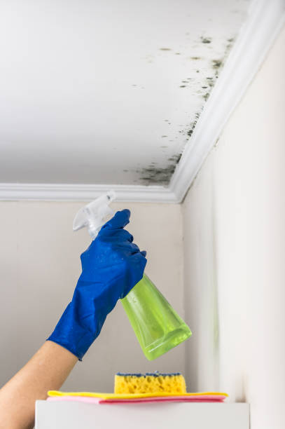 Best Fast Mold Removal  in Howey In The Hills, FL