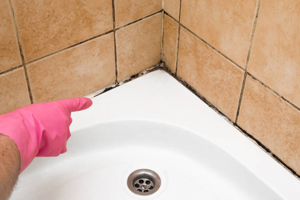 Best Local Mold Removal Service  in Howey In The Hills, FL